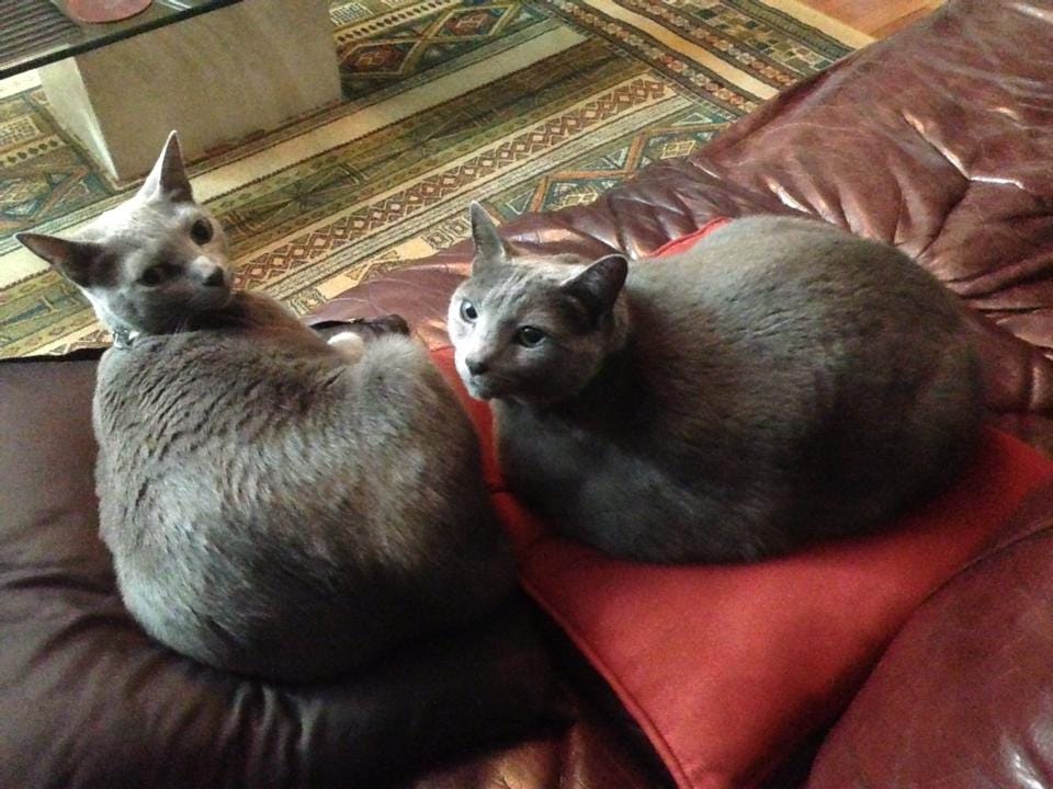 i robot cat